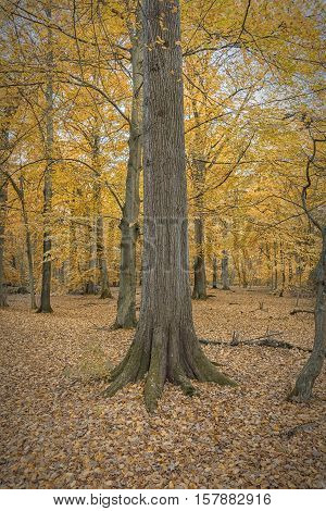 Palsjo park is a woodland area situated within the Swedish city of Helsingborg.