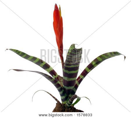 Okna rostlina