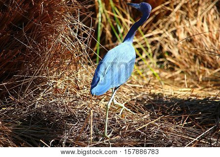 Bird searching through the hay stacks for food