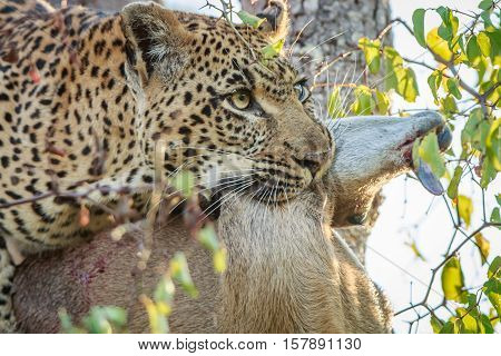 Leopard With A Duiker Kill.
