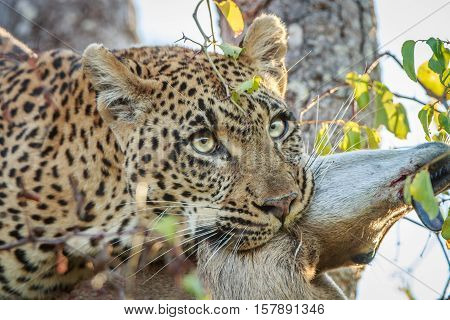Leopard With A Duiker Kill.