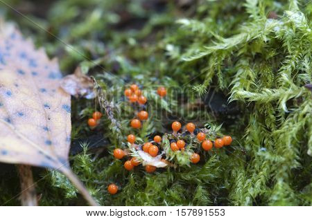 Mushrooms (slime mould Trichia decipiens ) on an old stump