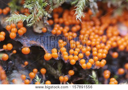 Mushrooms (slime mould Trichia decipiens ) on an old stump