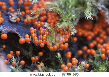 Mushrooms (slime mould Trichia decipiens ) on an old stump
