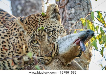Leopard With A Duiker Kill.