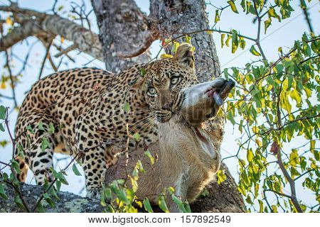Leopard With A Duiker Kill.