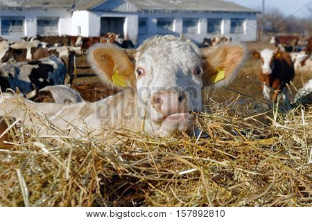Cows grazing in a pen on a bright sunny autumn day