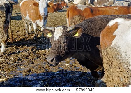 Cows grazing in a pen on a bright sunny autumn day