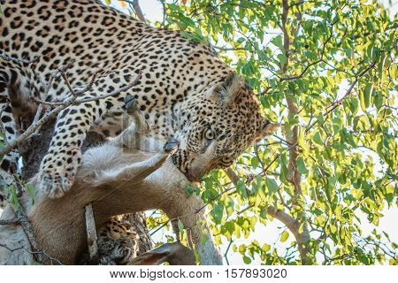 Leopard With A Duiker Kill.