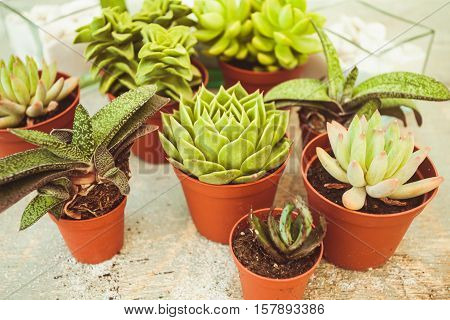Excellent  group of various succulents in pots. Garden decoration for the soul