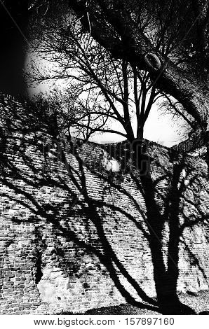 Shadow of the tree on the wall and moon. Abstract/conceptual