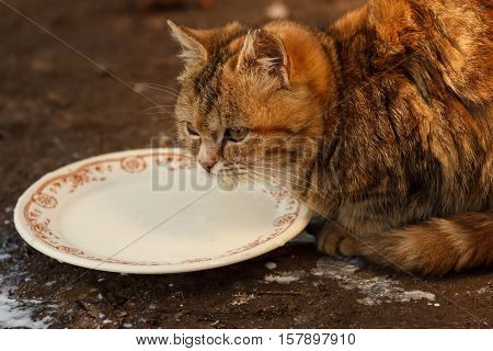 Cats drinking milk from bowl. Clouse up