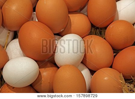 Many Fresh Chicken Eggs Just Collected In The Farm
