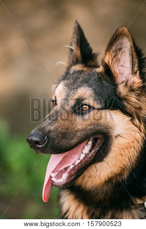 The Portrait Of Gazing Medium Size Mongrel Mixed Breed Long-Haired Black And Red Adult Dog With Prick-Ears, Opened Jaws, Tongue, Teeth.