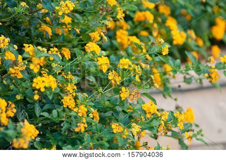 Beautiful lantana growing next to pools stone edge.