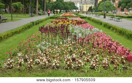 Flowers In Park