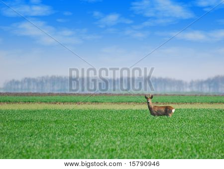 Roebuck stoi w polu pszenicy zielony