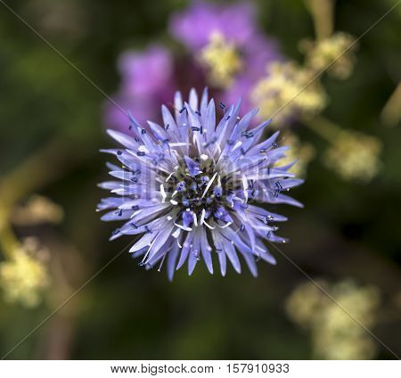 Macro photo of globularia cordifolia flower in a meadow