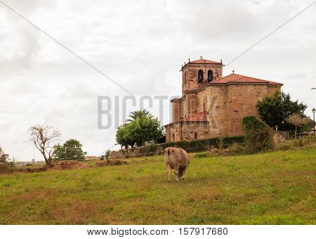 Cow grazing in the countryside. Church of Nuestra Snora de Septiembre in the background Arce. Spain