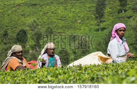 Nilgiri Hills India - October 25 2013: Three middle aged women with head gear pick tea leaves while half submerged in field of tea shrubs. Shades of green colorful clothing.