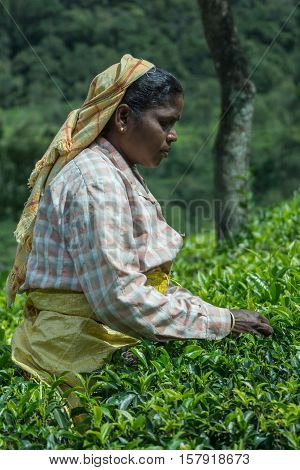 Nilgiri Hills India - October 25 2013: Side portrait of middle aged Hindu woman with yellow head gear picking tea leaves while half submerged in field of tea shrubs. Shades of green stern look checkered shirt.
