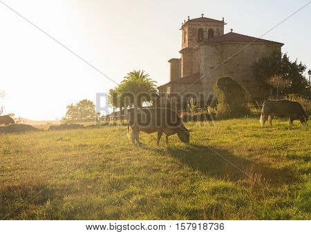 Cow grazing in the countryside Arce. Spain