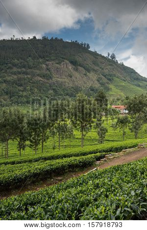 Nilgiri Hills India - October 25 2013: Fifty shades of green. Portrait panorama view of tea plantation on with forest on horizon and a couple of houses in distance. Blue sky with white clouds.