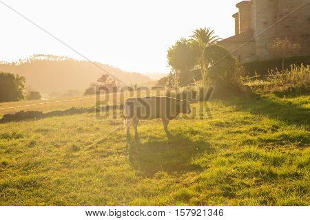 Cow grazing in the countryside Arce. Spain