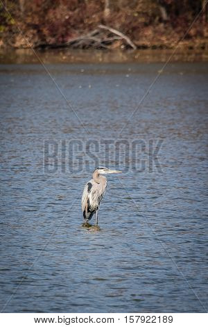 White and gray feathers of this heron in Smithville Lake Park Burlington County NJ.