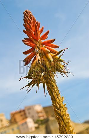 Flor de Aloe
