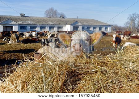 Cows grazing in a pen on a bright sunny autumn day