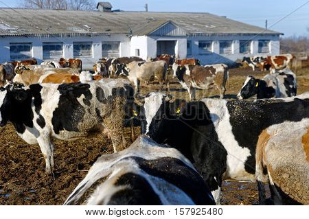 Cows grazing in a pen on a bright sunny autumn day