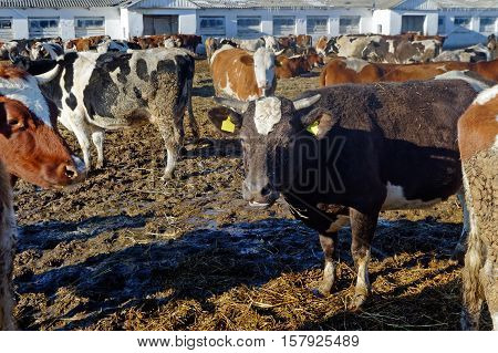 Cows grazing in a pen on a bright sunny autumn day