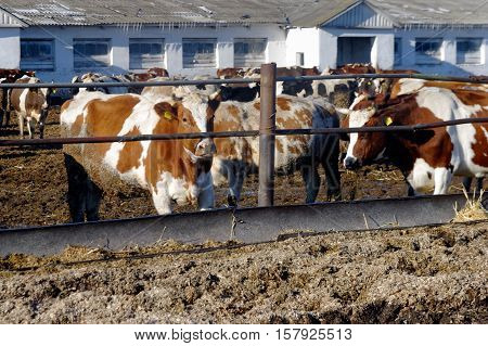 Cows grazing in a pen on a bright sunny autumn day