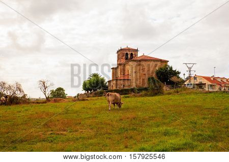 Cow grazing in the countryside. Church of Nuestra Snora de Septiembre in the background Arce. Spain