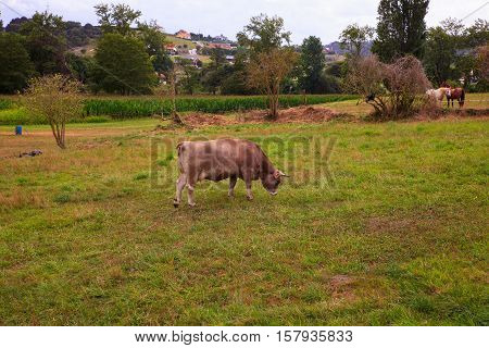 Cow grazing in the countryside Arce. Spain