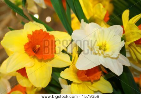 Kaunis Narcissus Fowers
