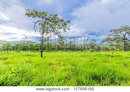 Krachiew Or Siam Tulib