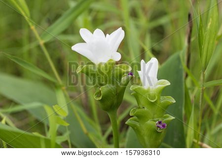 Krachiew Or Siam Tulib