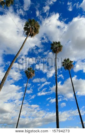 Palmeiras altas árvores, céu azul com nuvens brancas atrás.