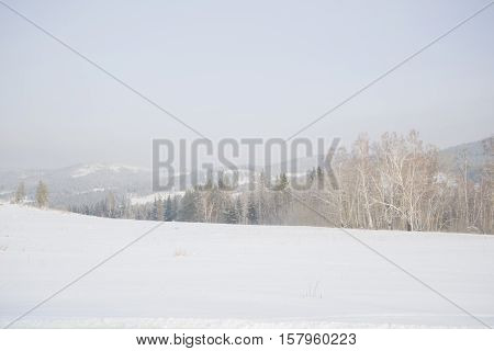 Beautiful Scenery Of A Winter Forest.