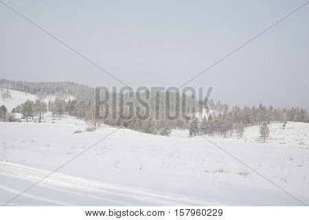 Beautiful Scenery Of A Winter Forest.