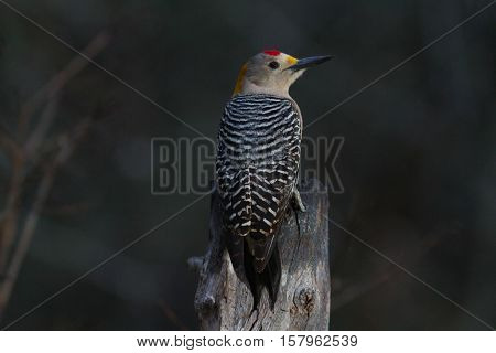 Golden-fronted woodpecker sitting on top of tree.
