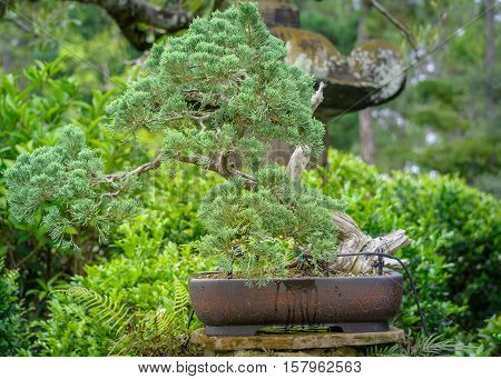 Bonsai tree in the middle of exotic garden in Tampa Florida