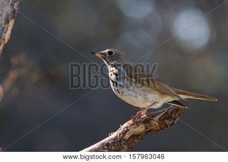 Hermit Thrush sitting on limb in dead tree.