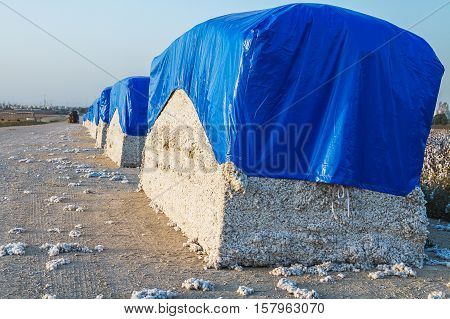 Cotton bales harvest from field Israel .