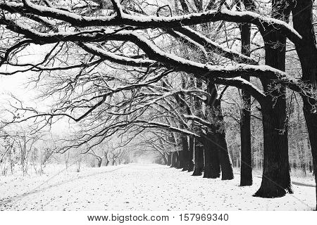 a Winter tree trunk in nature in winter