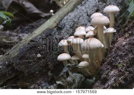 Hypholoma lateritium or brick cap is considered inedible in Europe and edible in USA and Japan