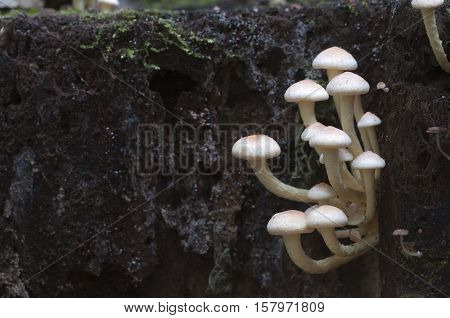 Hypholoma lateritium or brick cap is considered inedible in Europe and edible in USA and Japan