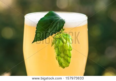 Green hop cone on a glass of light unfiltered beer closeup, background
